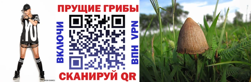 blacksprut зеркало  Медынь  Галлюциногенные грибы Psilocybine cubensis  закладка 